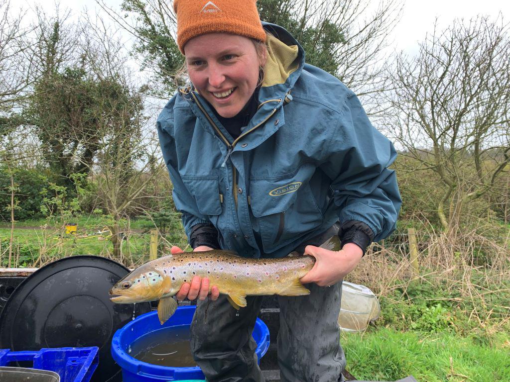 A nice Brown trout caught during a fish rescue