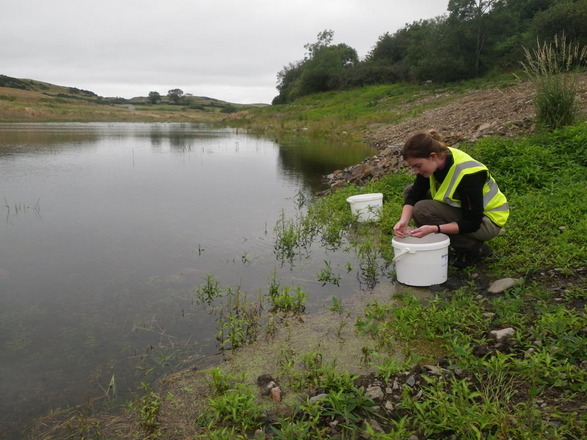 Releasing sticklebacks into Buittle Reservoir