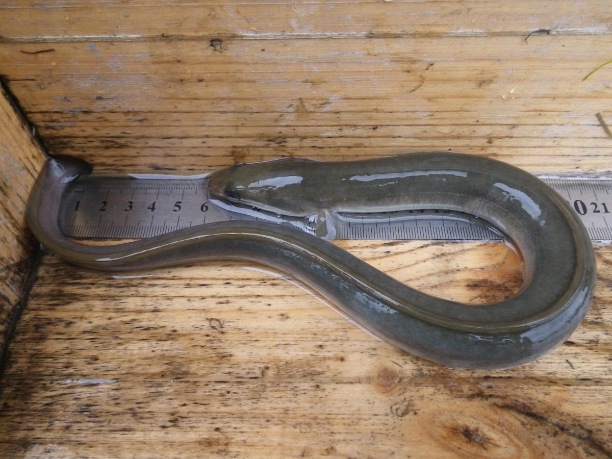 European eel