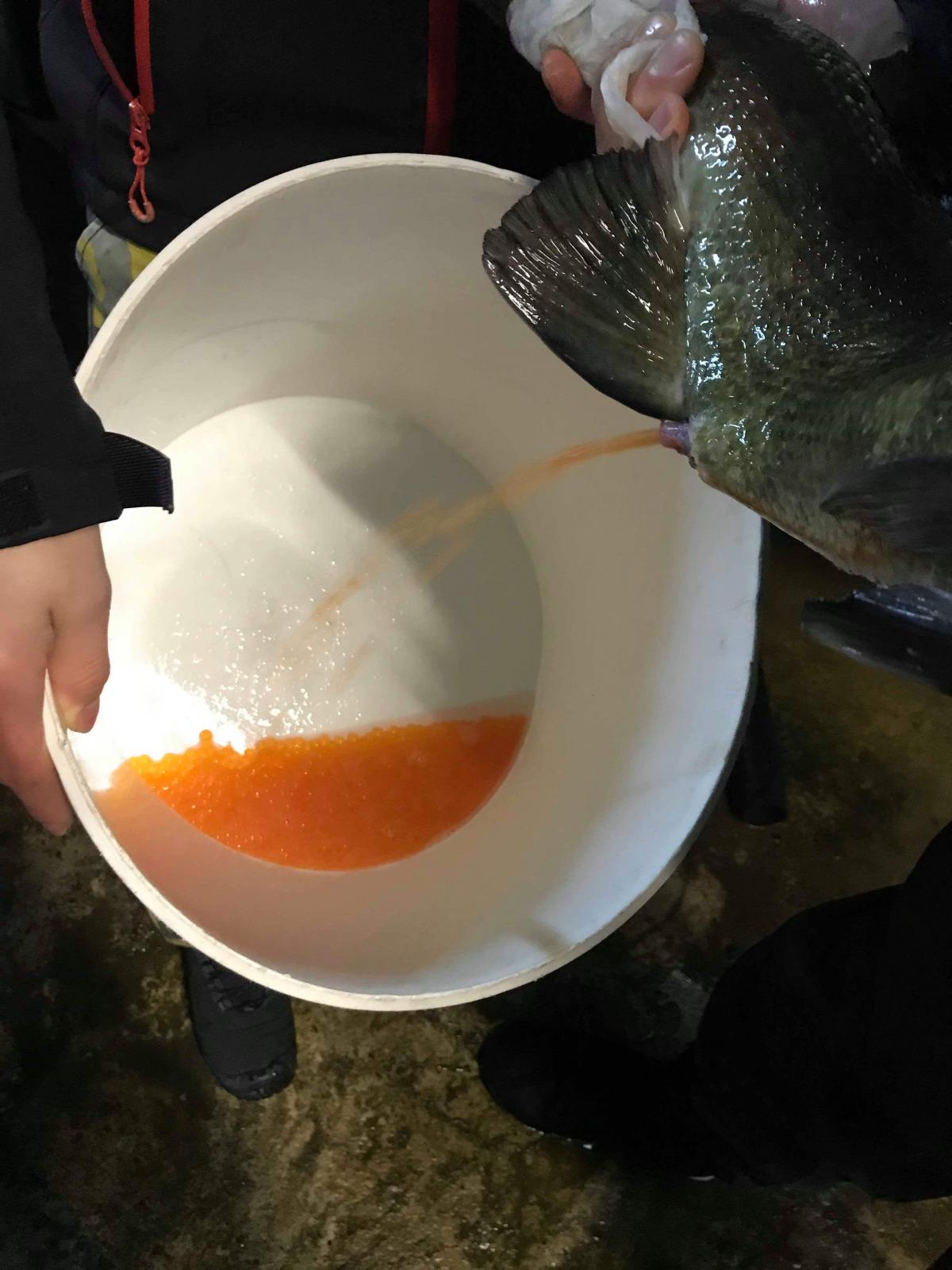 Stripping eggs off a 12lb hen salmon