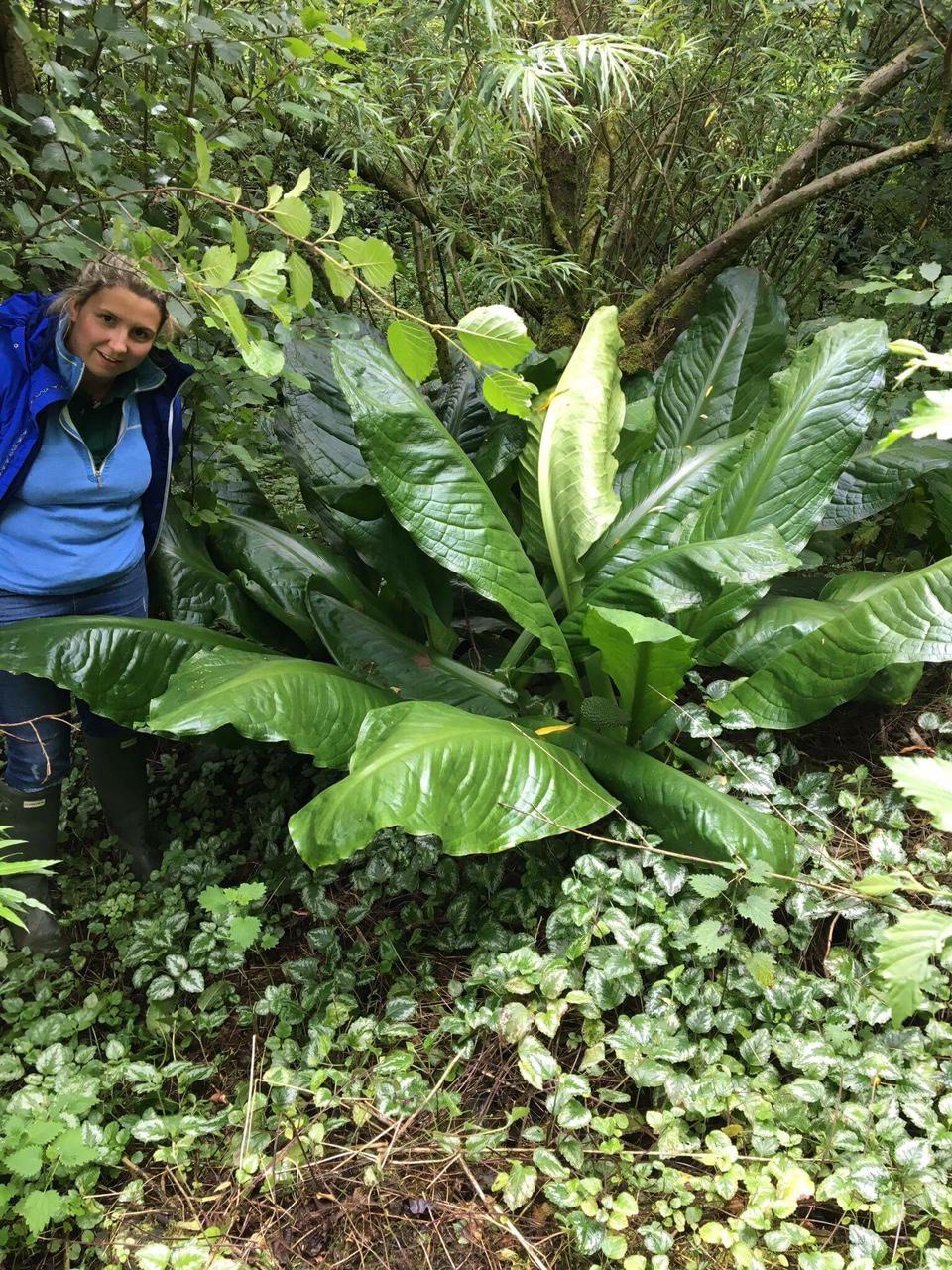 American skunk cabbage in Balmaclellan 