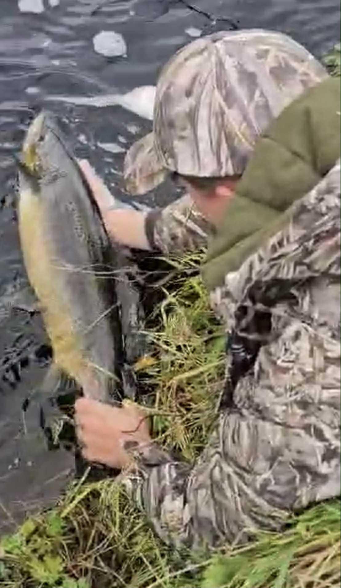 Archie Campbell returns a beautiful 10 lb salmon to Clugston water 