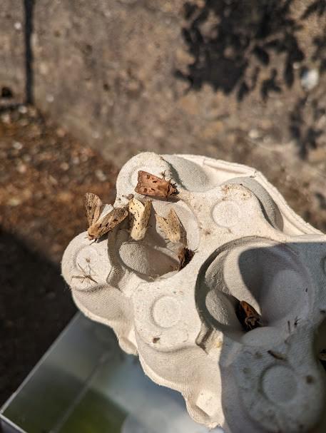 Some moths from the moth trap